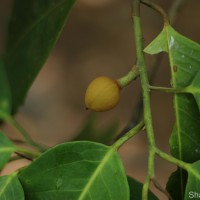 Myristica ceylanica A.DC.